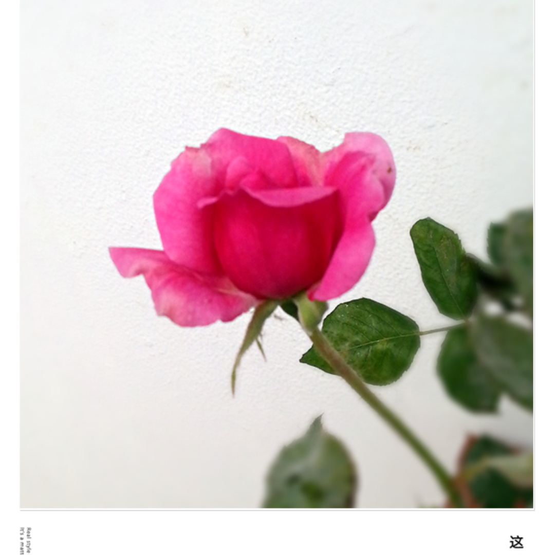 为何失恋如此痛苦？