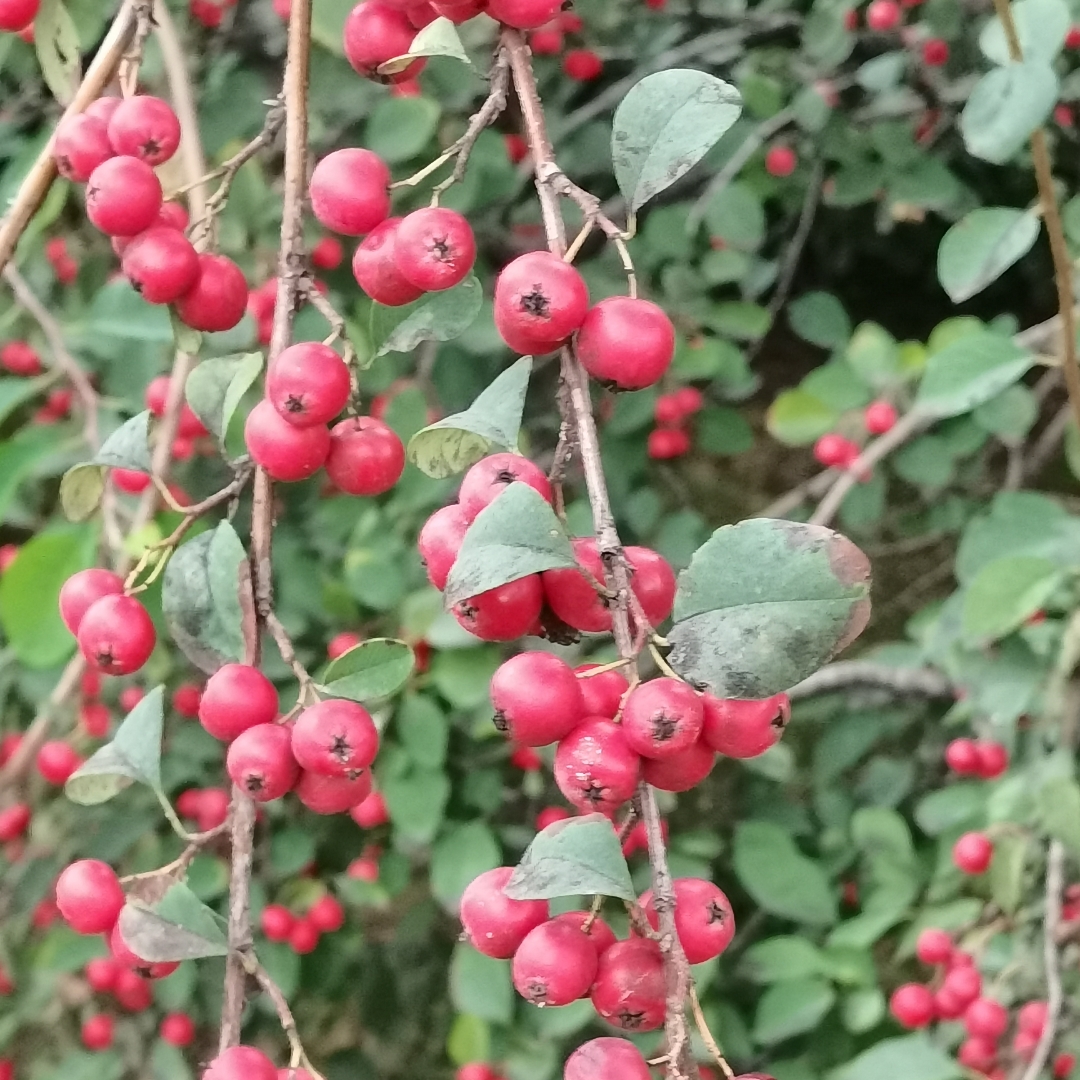 我不是你妈，不需要原谅你：从罗琳手撕艾玛看成年人的承担