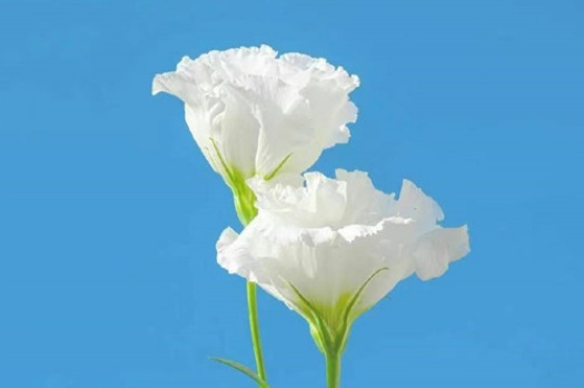 情绪价值的温柔力量