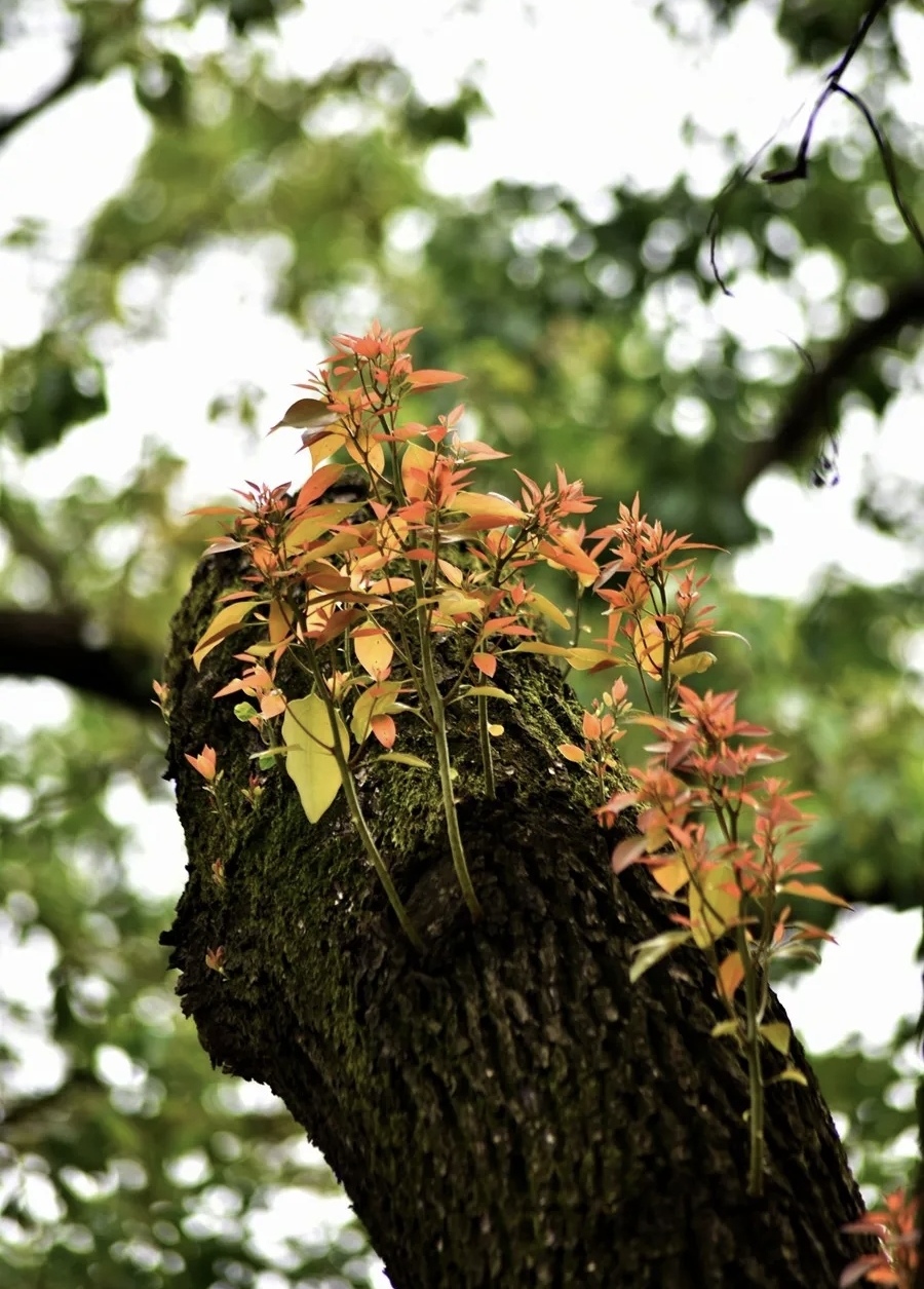韧性，不是不会折断——而是断裂处如何生长