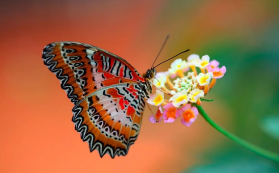 当一种现象有一百种解释时，你就变了——蜕变