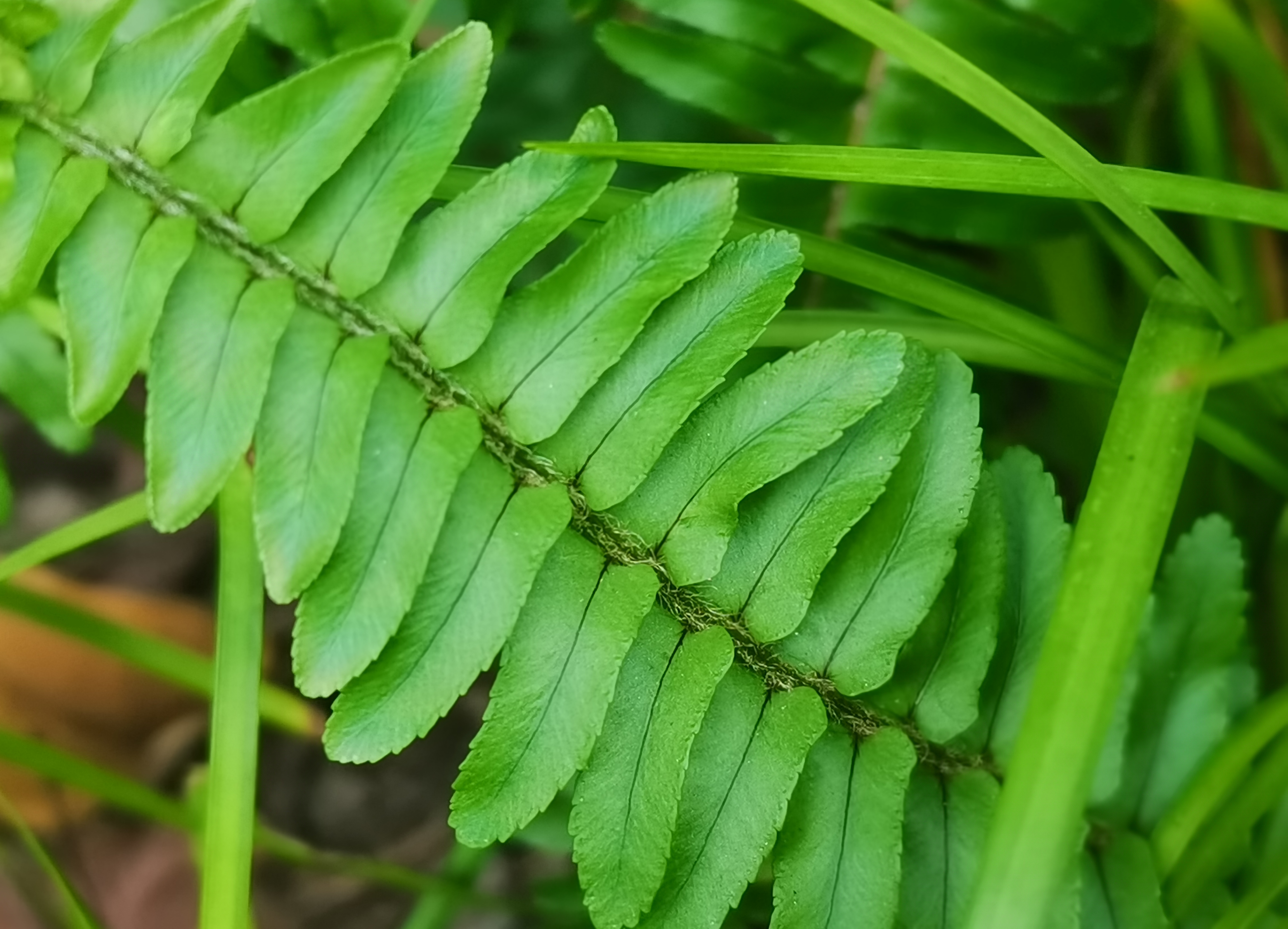男人身上少了的那根肋骨